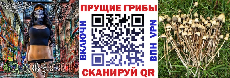 Псилоцибиновые грибы ЛСД  маркетплейс формула  Петрозаводск  купить наркотики сайты 